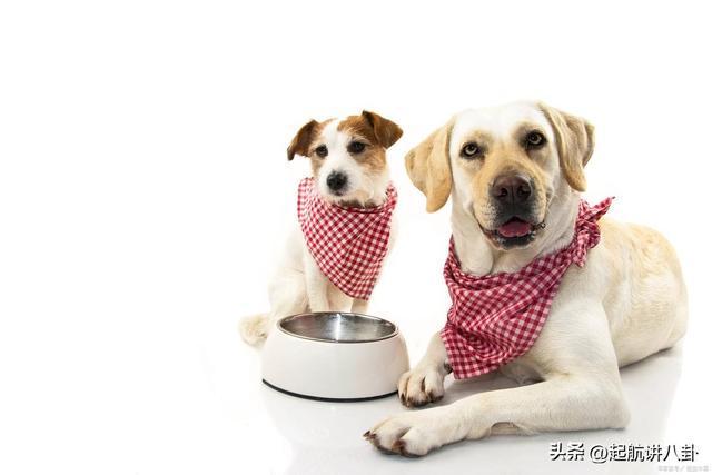 吧拉布拉多不吃狗粮怎么办？(图3)