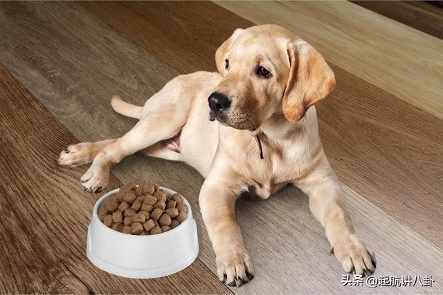 吧拉布拉多不吃狗粮怎么办？(图2)