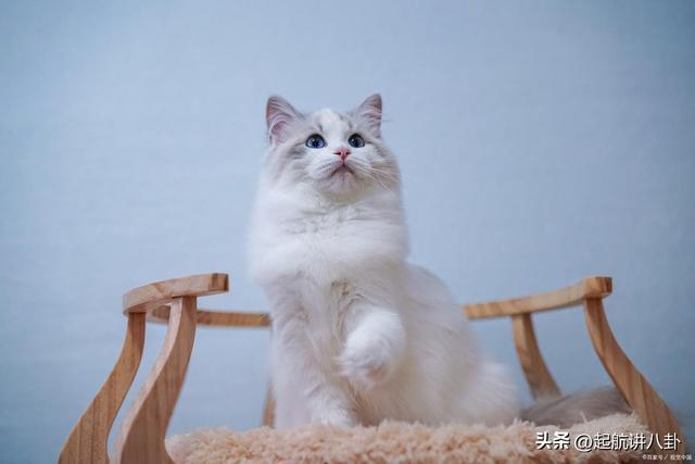 九游app：吧布偶猫如何喂养？(图3)