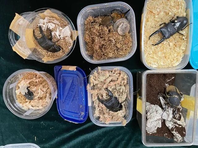 蜥蜴、狐獴、蜘蛛……异宠热潮背后的风险你知道吗？(图3)