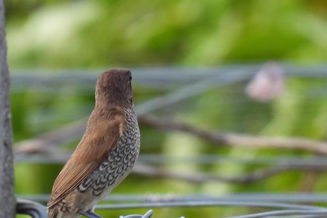 九游app：寿命最长的宠物鸟品种有哪些？文鸟品种大盘点(图2)