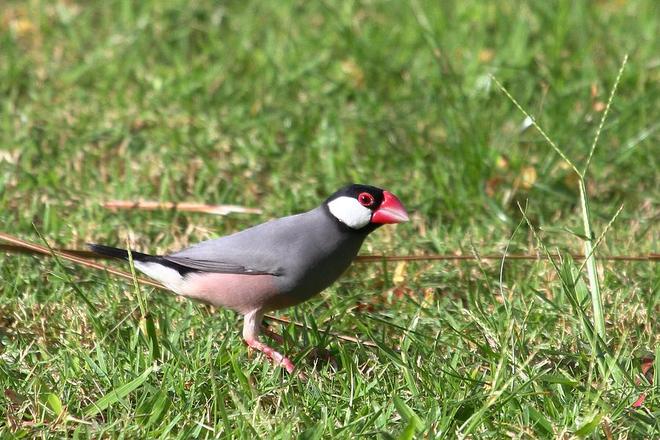 九游app：寿命最长的宠物鸟品种有哪些？文鸟品种大盘点(图4)