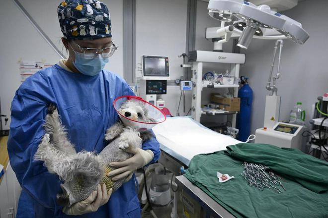 九游体育：合肥猫狗成为“行走GDP”！(图2)