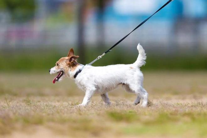 九游体育：合肥猫狗成为“行走GDP”！(图4)