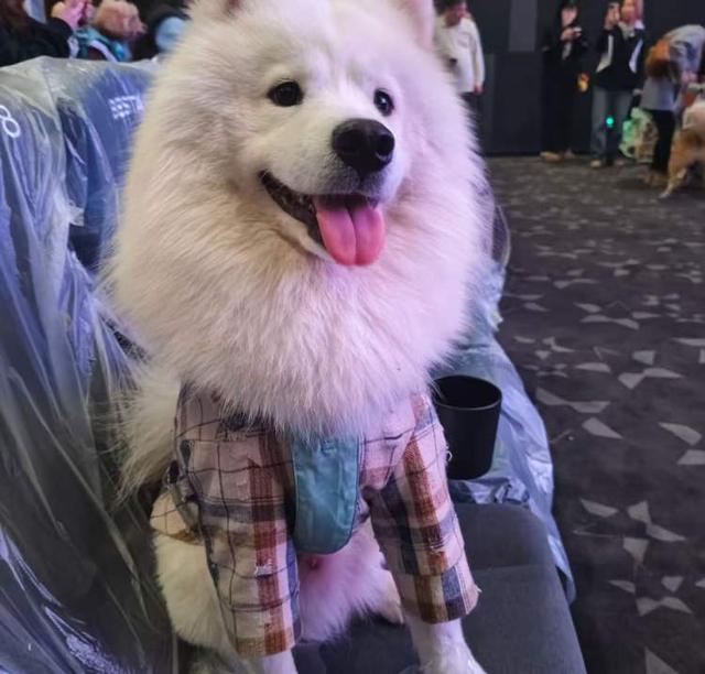 温情陪伴还是“花钱买罪”？“携宠观影”爆火引争议兽医提醒：并非适合所有宠物(图4)