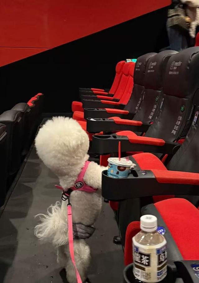 温情陪伴还是“花钱买罪”？“携宠观影”爆火引争议兽医提醒：并非适合所有宠物(图2)