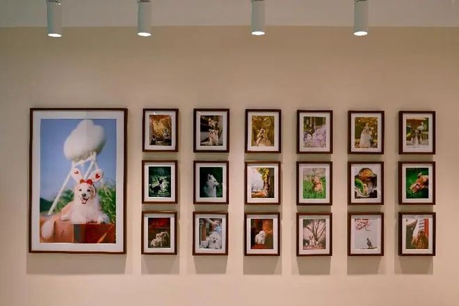 九游官网入口：来重云巷一起“宠物社交”+“潮流运动”！(图14)