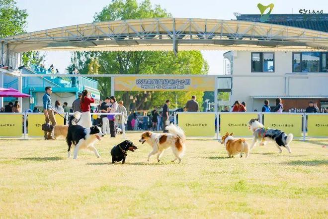 九游官网入口：来重云巷一起“宠物社交”+“潮流运动”！(图10)