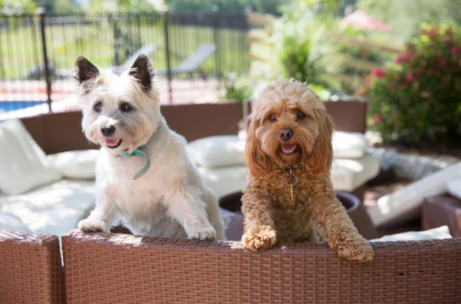 新西兰“专做富人生意”的老牌企业破产！279次投诉、十几万罚款生生拖垮……(图8)