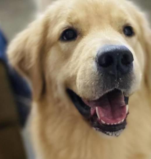 金毛吃什么狗粮好？国产中大型狗粮良心推荐！(图2)