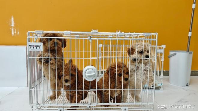 旺宠官：全链护航 解锁人宠共生美好(图3)