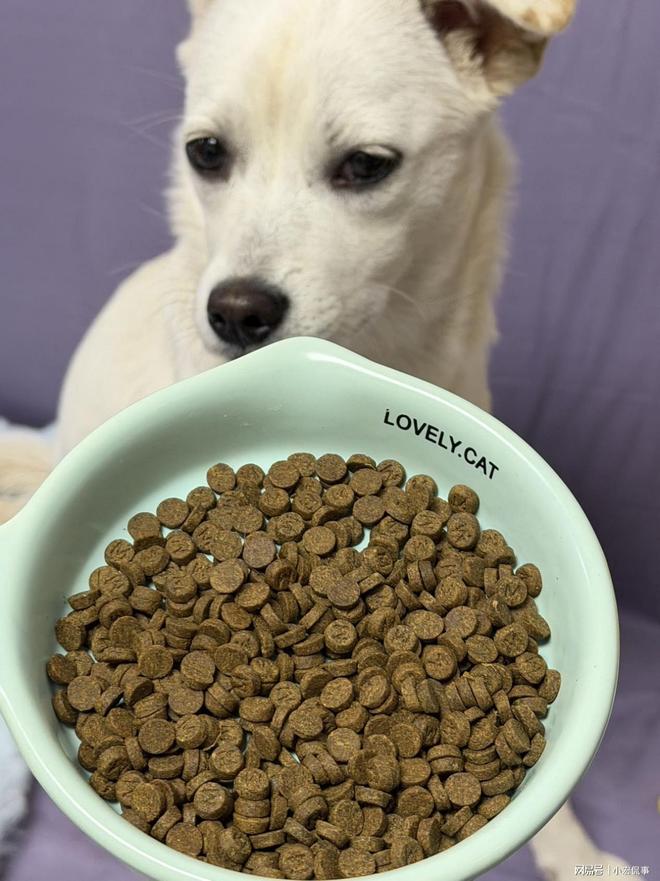 小型犬狗粮什么牌子好一点？这些狗粮让挑食狗狗秒变干饭王(图2)