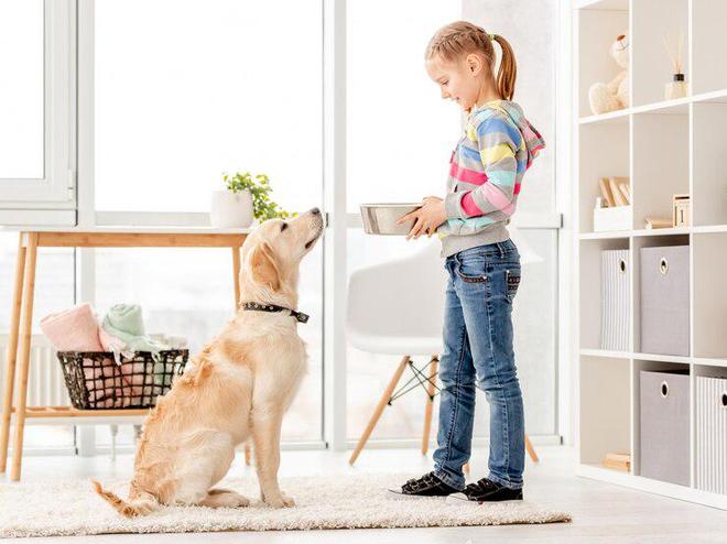 金毛吃什么主食比较好？让毛孩子们健康美味两不误！(图5)