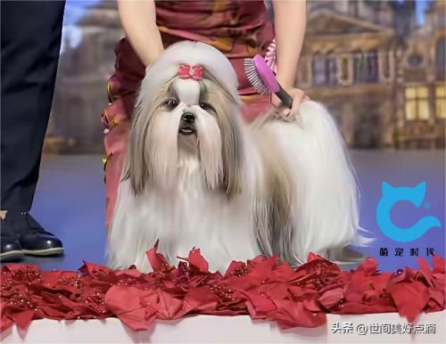 九游体育：东方名犬闪耀国际赛场_萌宠时代赋能宠物经济新热潮(图2)