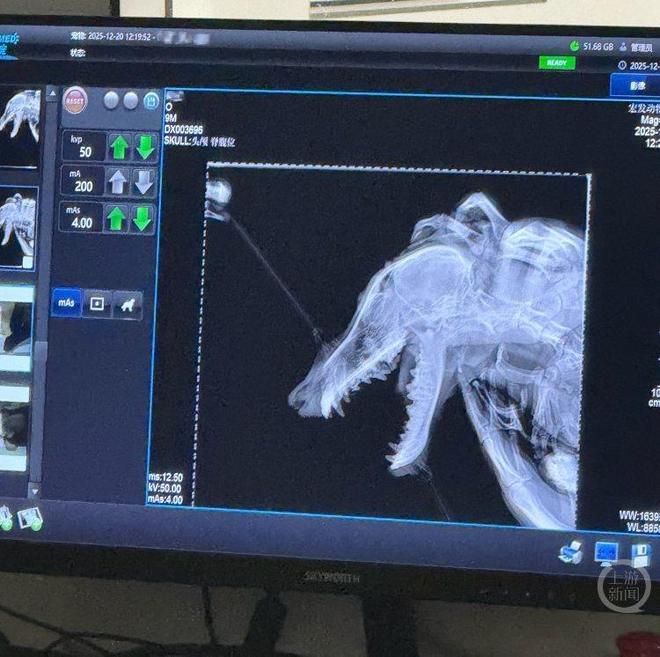 九游体育：宠物保险热潮背后：究竟是“养宠必备”还是“深坑避雷”(图2)