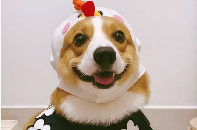 2025养宠不踩坑！实测3款宠物APP买宠防骗、就医应急、寄养无忧(图2)