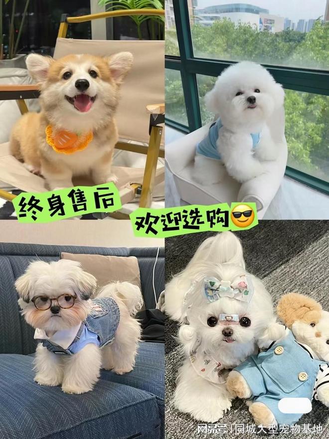 九游体育：长沙买猫狗的地方在哪里（长沙）这里可现场挑选宠物安全保障哦(图3)