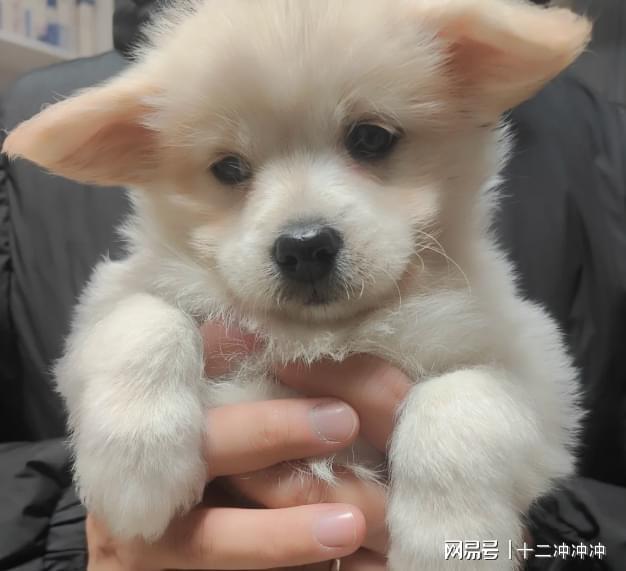 狗狗不吃狗粮怎么办？性价比高、适口性好的10款狗粮推荐(图2)