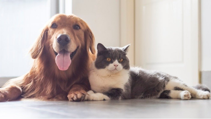 宠智灵 AI 大模型：宠物六大体况识别构建智能诊疗新体系(图2)