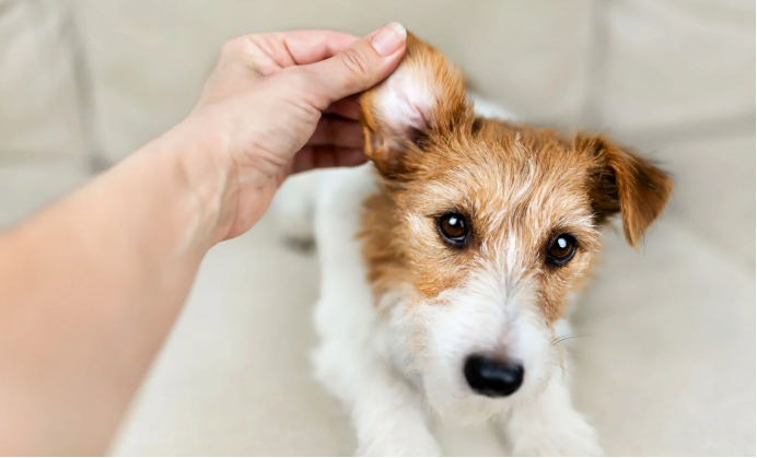 宠智灵 AI 大模型：宠物六大体况识别构建智能诊疗新体系(图3)