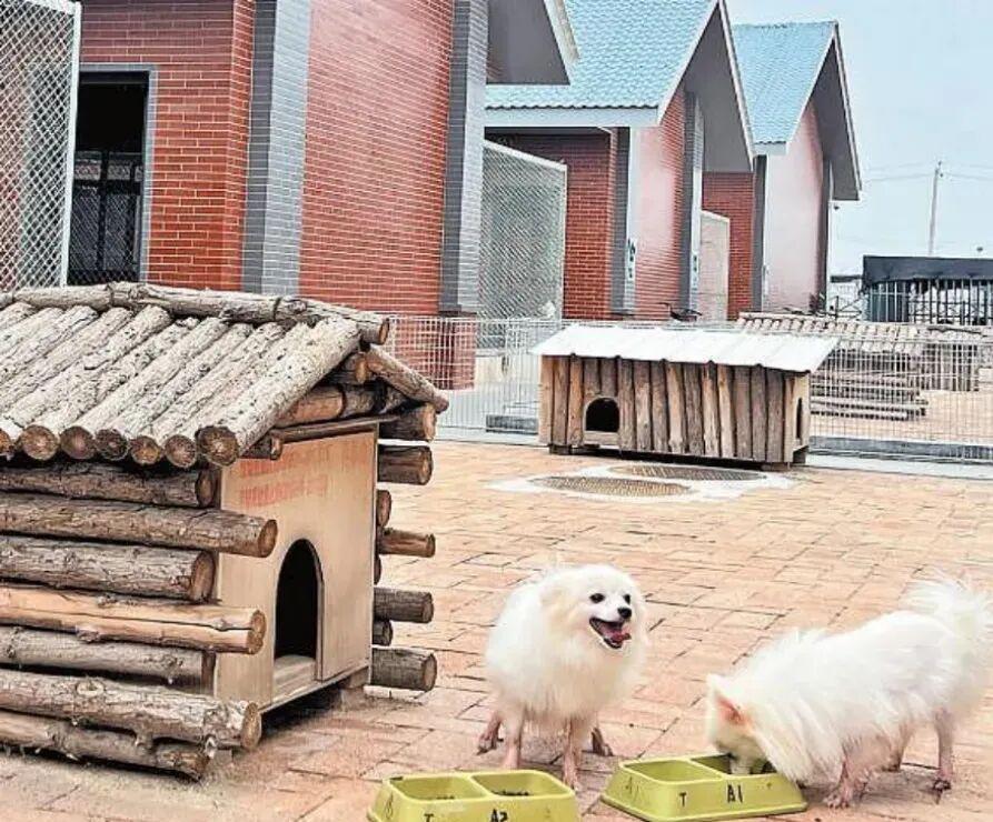 王宝强老家的“财富密码”：在毛孩子身上一年赚两百亿(图2)