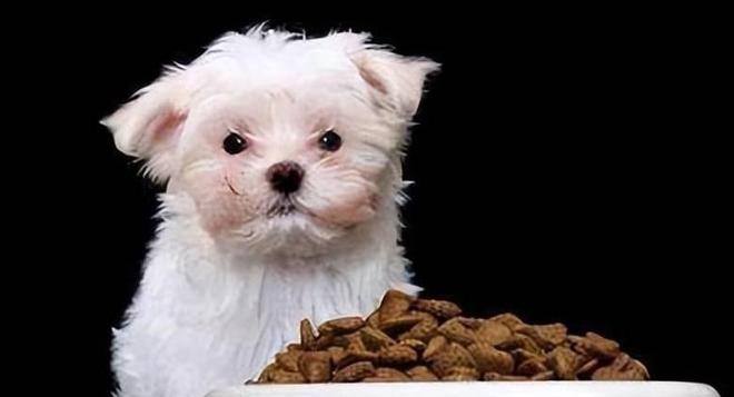 九游体育：品牌大的狗粮就好？别再只会看牌子了好狗粮得看这几点(图5)