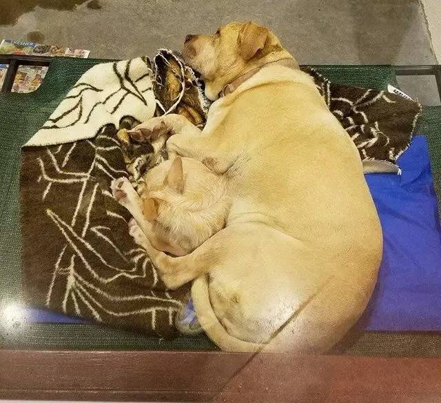 九游官网入口：一对情侣流浪狗实力撒狗粮愿有情狗终成眷属！(图2)