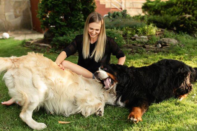 5个月金毛吃什么？5个月大的金毛怎么选狗粮(图7)