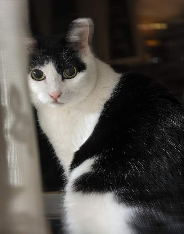 带宠物去旅行、给宠物买保险、为它们养老送终……上海如何打造“友好”城市？ 2026上海两会(图4)