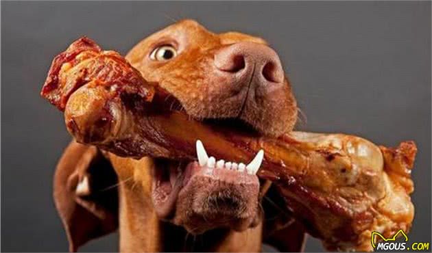 自制犬粮的6种简单方法及3个注意事项(图5)