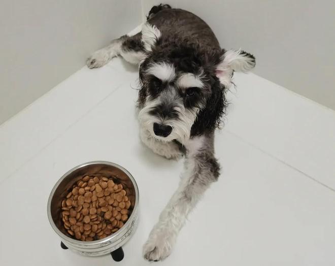 38节哪款烘焙狗粮比较好？营养与健康兼顾的狗粮推荐(图1)