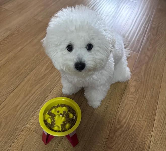 38节哪款烘焙狗粮比较好？营养与健康兼顾的狗粮推荐(图2)