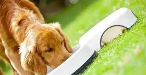 30种自制狗粮配方。健康营养、自己动手制作。pdf(图1)