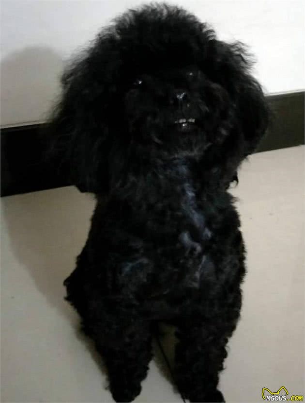 自制美味犬粮的做法我家狗狗吃疯了(图3)