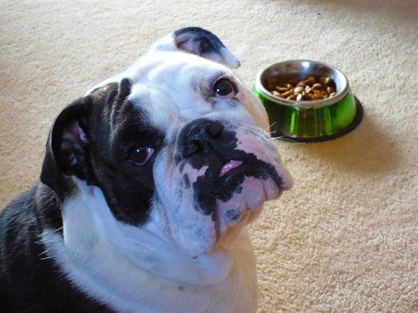 九游体育：“免费认养宠物”但需分期购买商品？法院判了(图1)