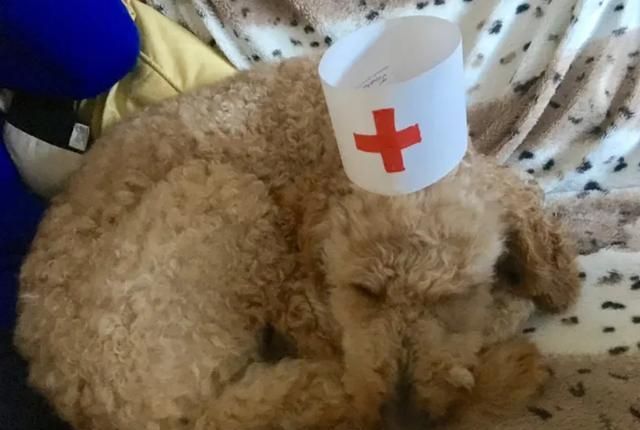 九游官网入口：在家就能做的日常宠物健康检查方法简单有用建议收藏(图1)