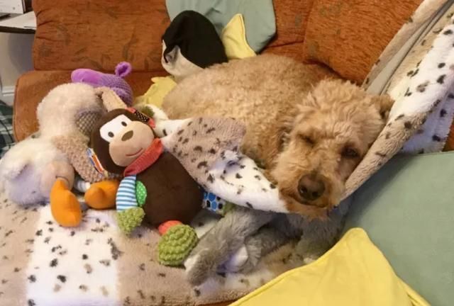 九游官网入口：在家就能做的日常宠物健康检查方法简单有用建议收藏(图2)