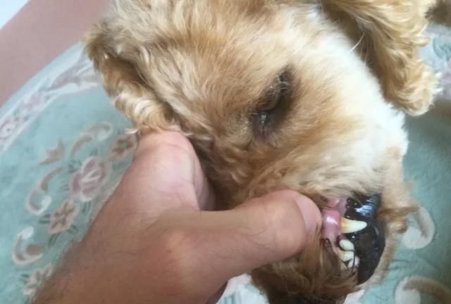 九游官网入口：在家就能做的日常宠物健康检查方法简单有用建议收藏(图3)