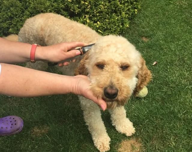 九游官网入口：在家就能做的日常宠物健康检查方法简单有用建议收藏(图4)