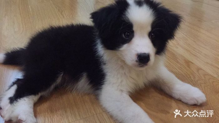 AWE 2026 拒绝“人形”炫技 科沃斯以“八界”“毛团儿”求解具身智能商业化落地(图1)