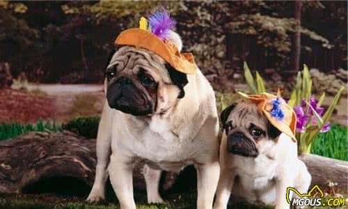 九游app：教你自制美味营养的狗食(图1)