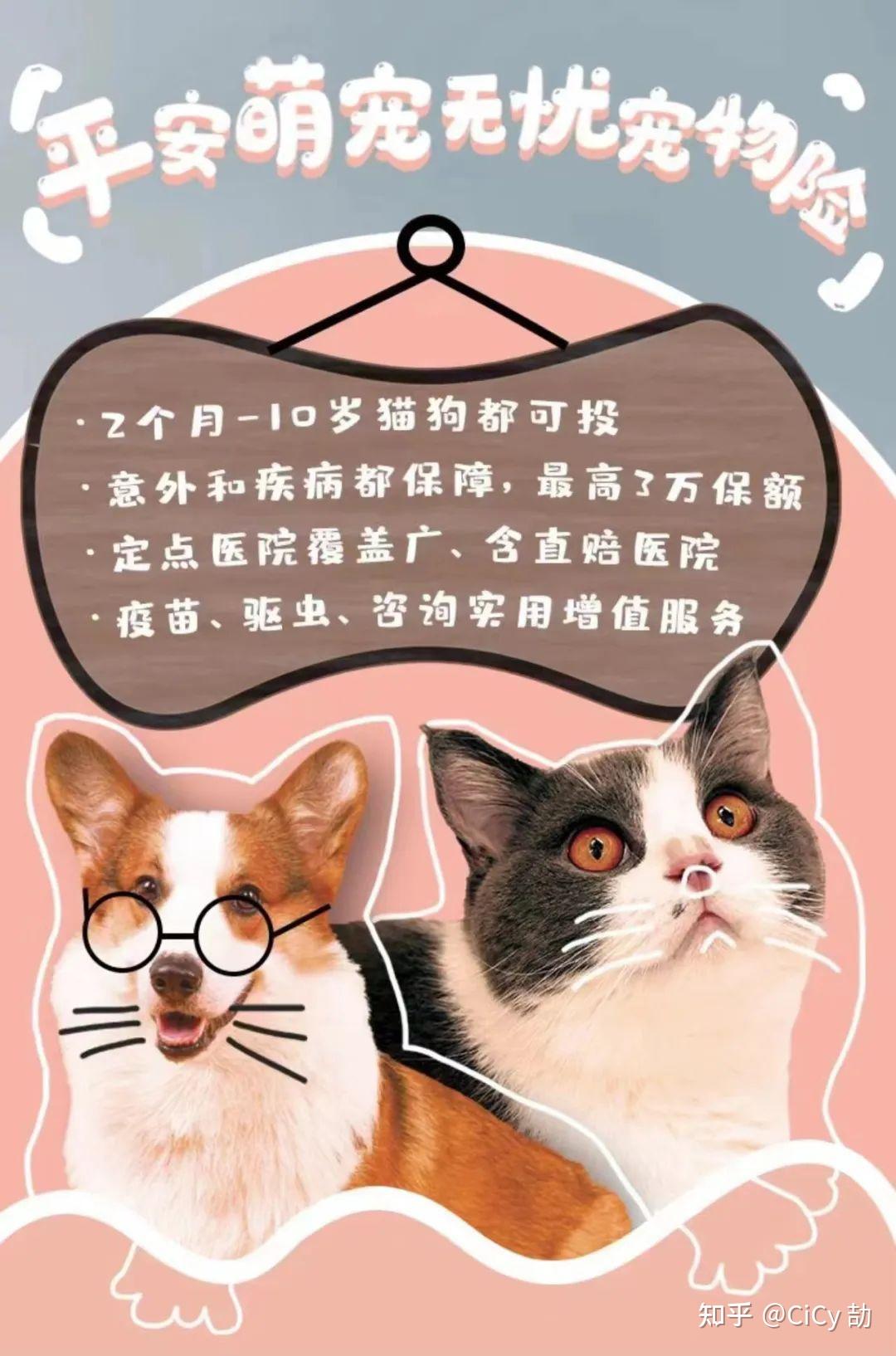 宠物医疗需要守住法律红线守护情感底线丨中听(图1)