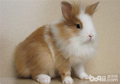 2026宠物知识付费推荐榜 高评它主义东哥课程入选(图1)