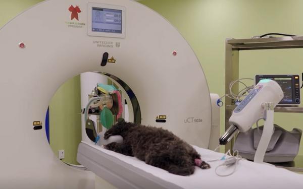 九游体育：宠物“医保卡”来了！京东保创新推出新宠365天保障、药品100%直赔(图2)