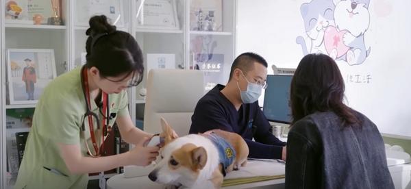 九游体育：宠物“医保卡”来了！京东保创新推出新宠365天保障、药品100%直赔(图1)