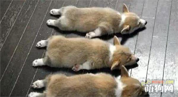 教你如何自制狗粮安全又营养！(图2)