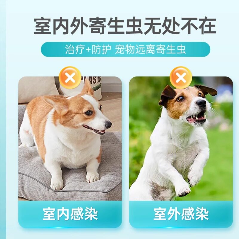 家员 HOME ONE 惊艳亮相第 13 届京宠展 以匠心产品守护宠物健康(图1)