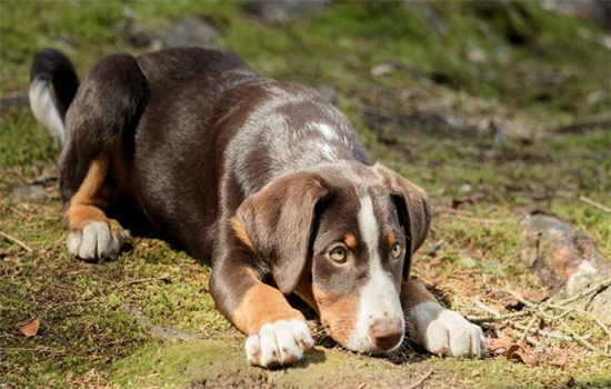 九游体育：金毛狗吃什么好(图3)