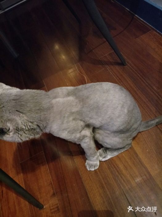 九游官网入口：“宠”出新名片(图1)