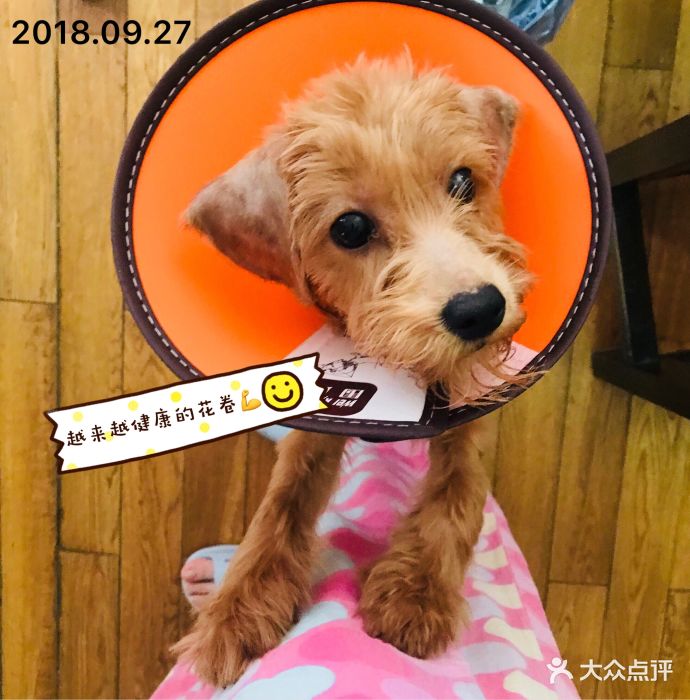 京东、皇家、硕腾、中国人保等联合致信宠物行业从业者 48家成员组建品质生态联盟(图1)